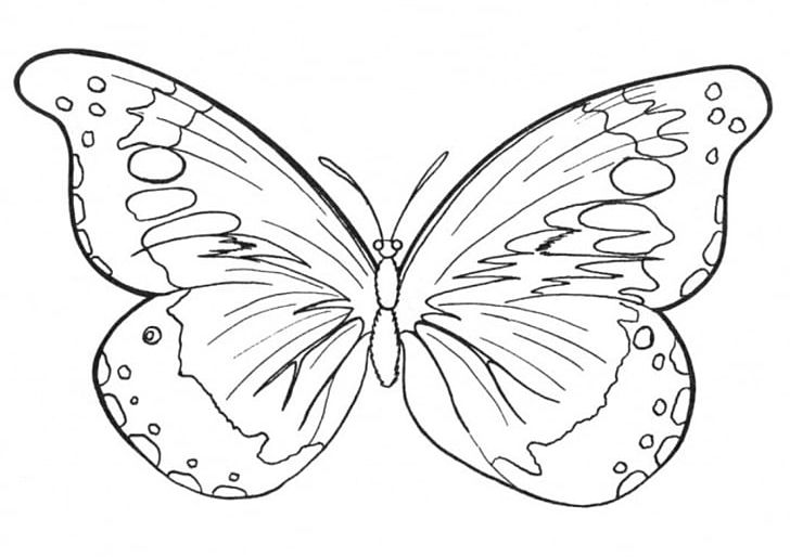 Butterfly Coloring Book Drawing PNG, Clipart, Adult, Area, Artwork, Black And White, Brush Footed Butterfly Free PNG Download