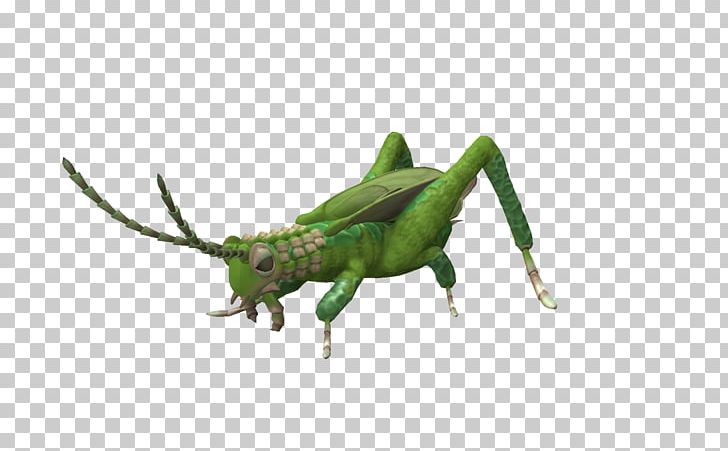 Grasshopper Locust Insect Pest Cricket PNG, Clipart, Arthropod, Cricket, Cricket Like Insect, Ein, Fauna Free PNG Download