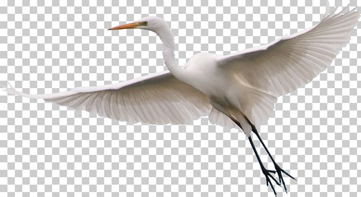 Great Egret Bird Little Egret Snowy Egret PNG, Clipart, Beak, Bird, Crane, Crane Like Bird, Egret Free PNG Download