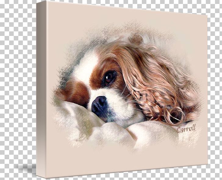 Cavalier King Charles Spaniel Puppy English Cocker Spaniel Dog Breed PNG, Clipart, Animal, Animals, Art, Carnivoran, Cavalier King Charles Spaniel Free PNG Download