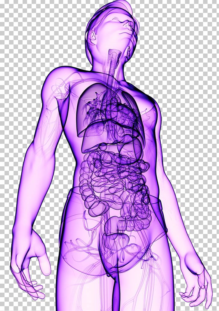 Organism Human Body Healing PNG, Clipart, Abdomen, Arm, Art, Back, Body Free PNG Download