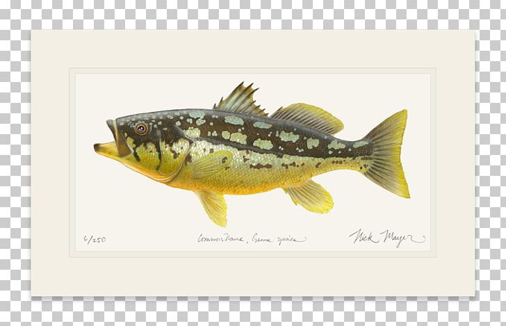 Sardine Fauna PNG, Clipart, Fauna, Fish, Organism, Others, Sardine Free PNG Download