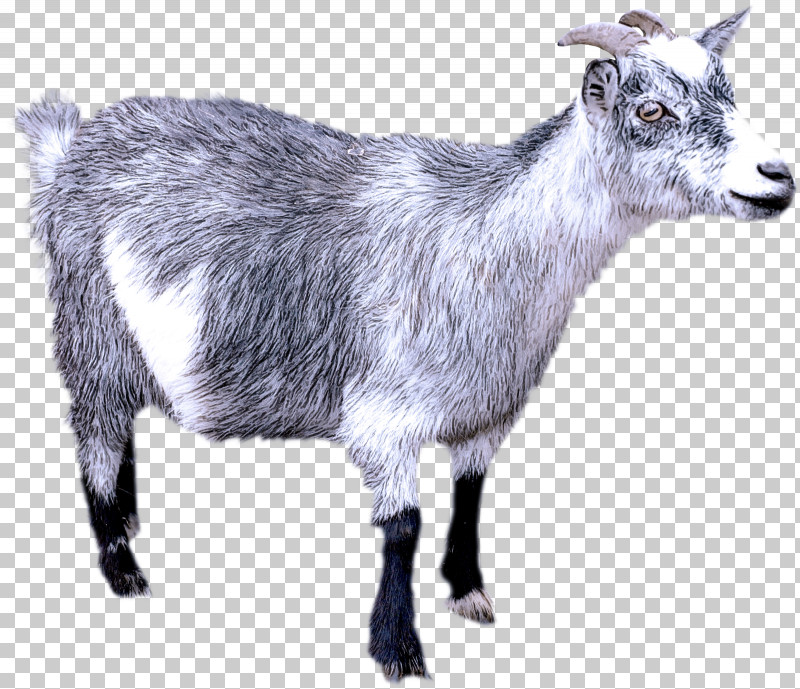 Alpine Goat Jamnapari Saanen Goat Toggenburg Goat Feral Goat PNG, Clipart, Alpine Goat, Boer Goat, Feral Goat, Goat, Goat Meat Free PNG Download