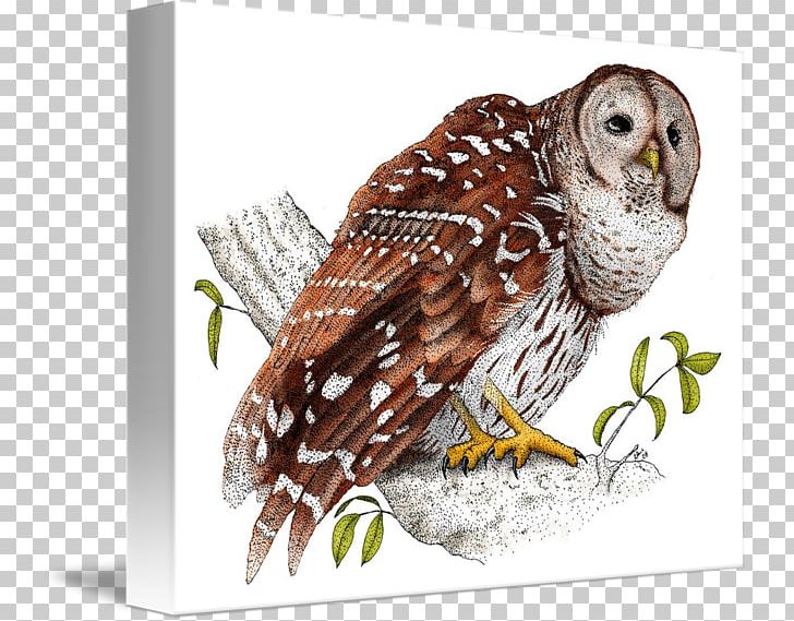 Barred Owl Beak Hawk Mug PNG, Clipart, Barred Owl, Beak, Bird, Bird Of Prey, Fauna Free PNG Download
