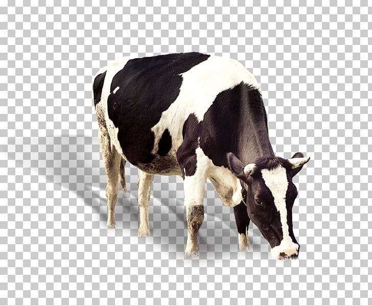 Dairy Cattle Banana Flavored Milk Ox PNG, Clipart, Animals, Bull, Calf, Cattle, Cattle Like Mammal Free PNG Download