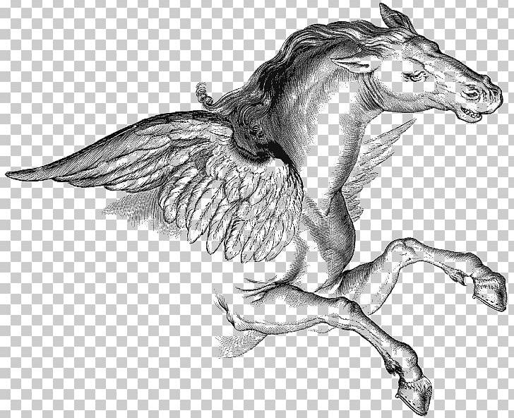 Pegasus Constellation PNG, Clipart, Art, Artwork, Black And White, Constellation, Display Resolution Free PNG Download