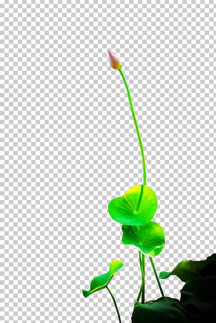 Nelumbo Nucifera Bud Flower PNG, Clipart, Bud, Buds, Download, Drawing, Embryo Free PNG Download