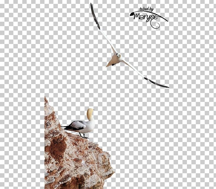 Seabird PNG, Clipart, Animals, Asena, Bayan, Beak, Bird Free PNG Download