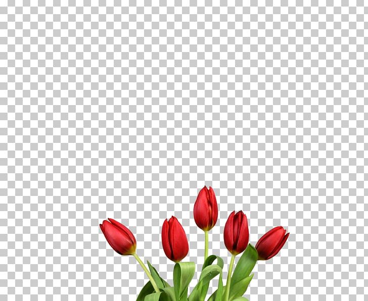 Tulip Flower Bouquet Red PNG, Clipart, Bud, Cut Flowers, Desktop Wallpaper, Floral Design, Flower Free PNG Download