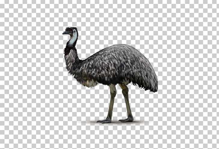Common Ostrich Flightless Bird Emu Ratite PNG, Clipart, Animal, Animals, Beak, Bird, Cassowary Free PNG Download