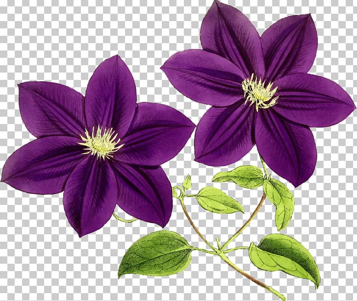 Flower Purple Violet PNG, Clipart, Blue, Callalily, Clematis, Color, Flower Free PNG Download