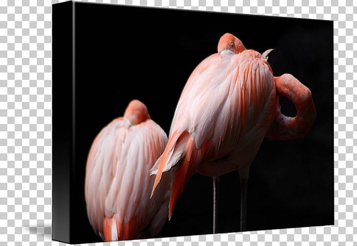 Gallery Wrap Canvas Art Feather Printmaking PNG, Clipart, Art, Bird, Canvas, Feather, Flamingo Free PNG Download