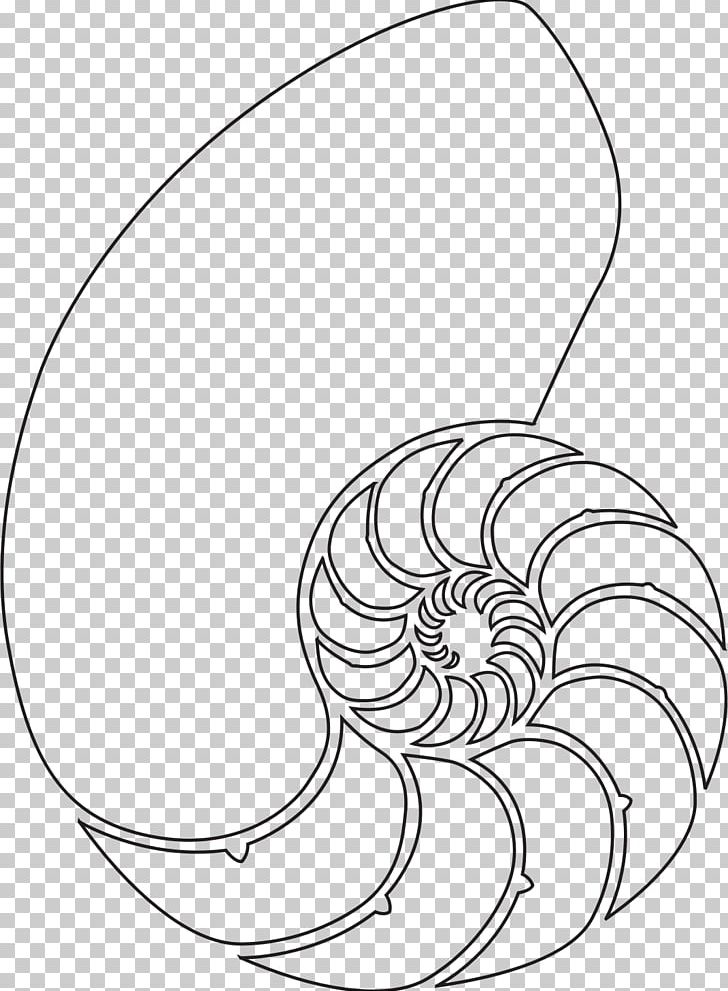 Nautilidae Seashell Drawing PNG, Clipart, Animals, Area, Artwork, Black And White, Chambered Nautilus Free PNG Download