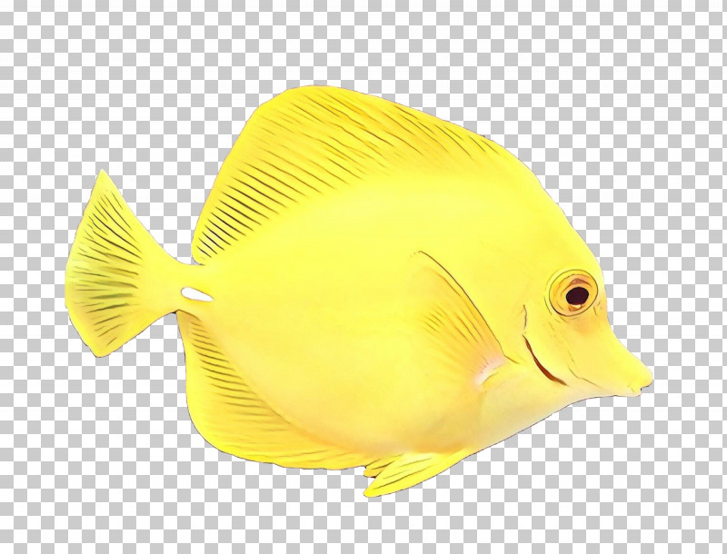 Fish Fish Pomacanthidae Yellow Butterflyfish PNG, Clipart, Bonyfish, Butterflyfish, Fin, Fish, Holacanthus Free PNG Download