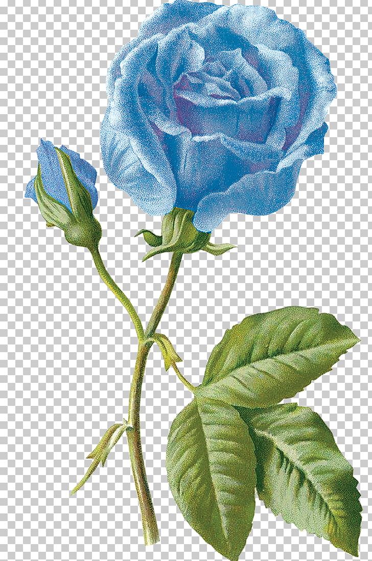 Blue Rose Garden Roses Drawing Flower PNG, Clipart, Beach Rose, Blue, Blue Rose, Cut Flowers, Drawing Free PNG Download