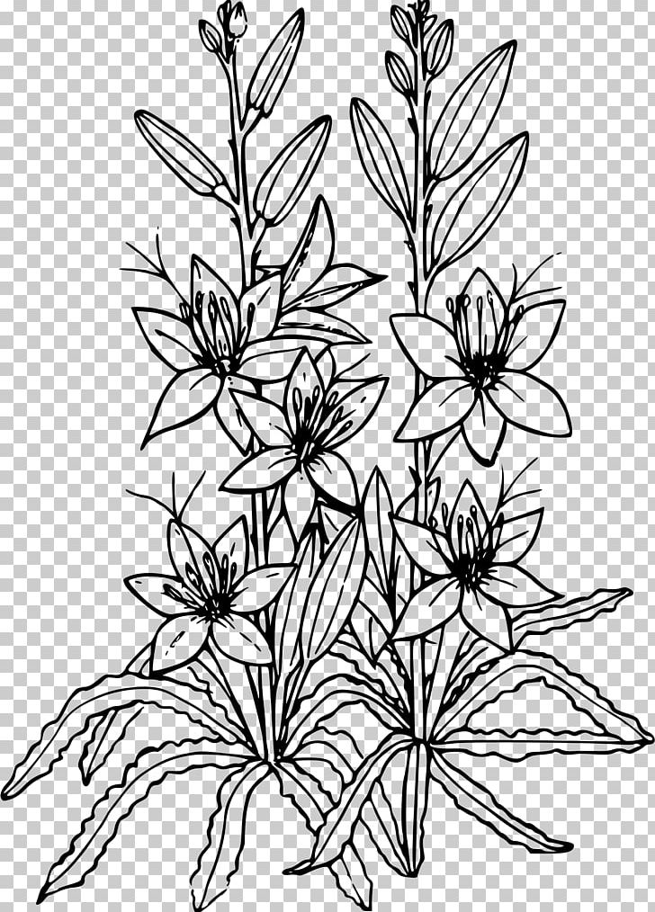 Desert Easter Lily Drawing PNG, Clipart, Art, Black And White, Branch, Cactaceae, Coloring Book Free PNG Download