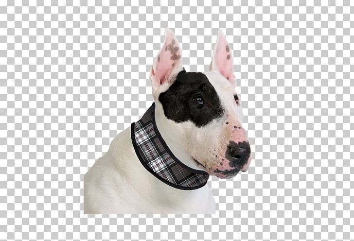 Dog Collar Dog Collar Pet Cat PNG, Clipart, American Pit Bull Terrier, Blue, Bull And Terrier, Bull Terrier, Bull Terrier Miniature Free PNG Download
