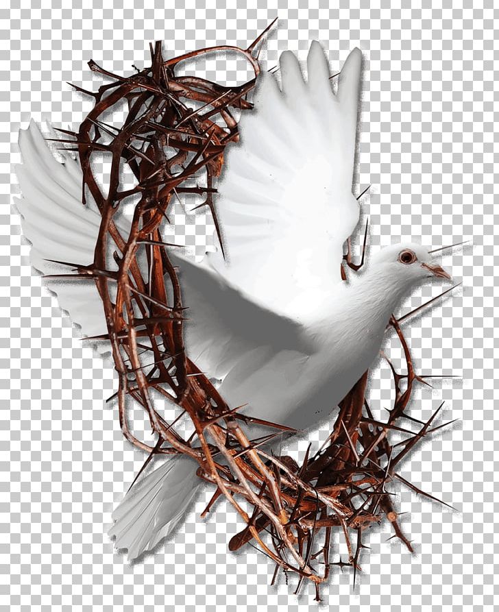 Messiah's Mission Post Cards Crown Of Thorns Apple IPad Family Twig PNG, Clipart,  Free PNG Download