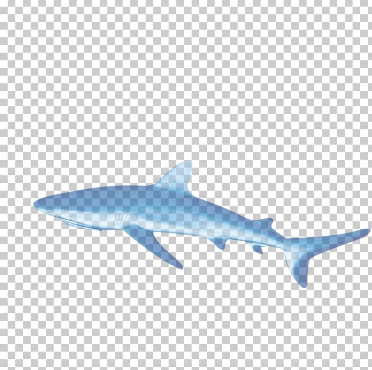 Requiem Shark PNG, Clipart, Adobe Illustrator, Animals, Big Shark, Blue, Cartilaginous Fish Free PNG Download