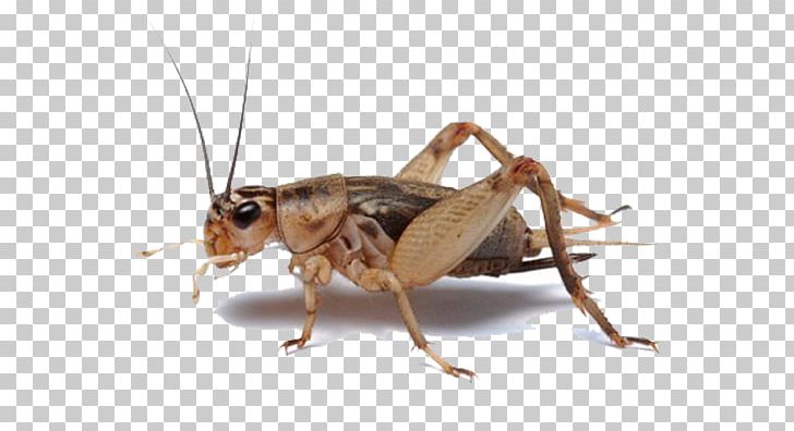 Insect Entomophagy Gut Loading Grasshopper Cricket Flour PNG, Clipart, Animals, Arthropod, Cricket, Cricket Flour, Cricket Like Insect Free PNG Download