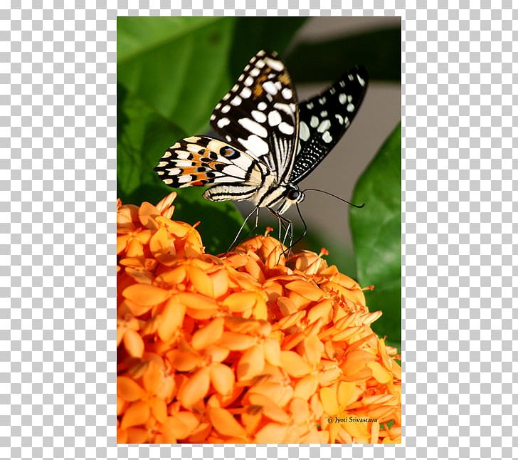 Monarch Butterfly Peggy Notebaert Nature Museum Insect PNG, Clipart, Art, Brush Footed Butterfly, Butterflies And Moths, Butterfly, Exhibition Free PNG Download