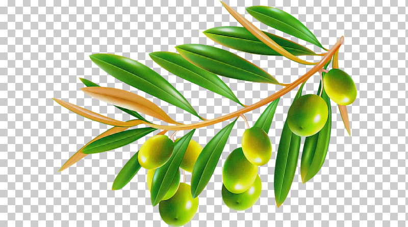 Plant Leaf Flower Tree Olive PNG, Clipart, Branch, Flower, Fruit, Leaf, Olive Free PNG Download
