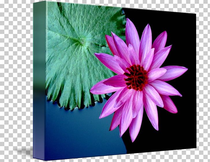 Flower Violet Purple Petal Plant PNG, Clipart, Closeup, Dahlia, Flora, Flower, Flowering Plant Free PNG Download