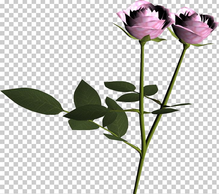 Garden Roses Painting PNG, Clipart, 3d Computer Graphics, Art, Bud, Cut Flowers, Download Free PNG Download