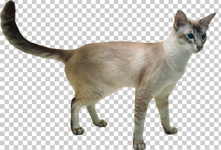 Javanese Cat Siamese Cat Japanese Bobtail Siberian Cat Balinese Cat PNG, Clipart, American Bobtail, Animal, Animals, Asian, Black Cat Free PNG Download