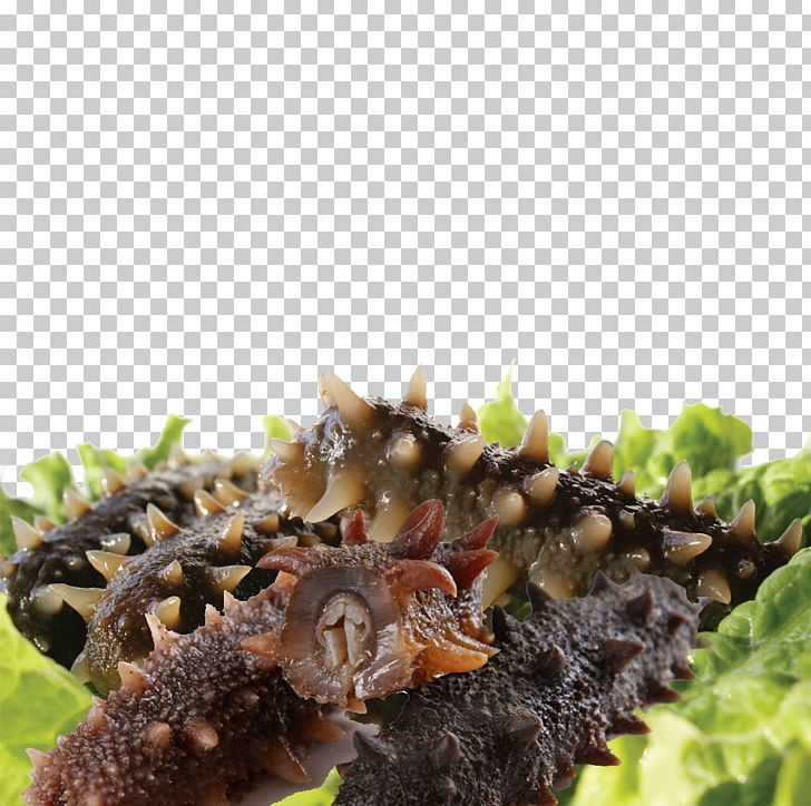 Weihai Liaodong Bay Bohai Sea Sea Cucumber As Food PNG, Clipart, Bohai Sea, Cucumber, Deep, Download, Eating Free PNG Download