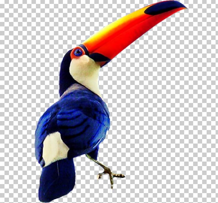 Bird Toco Toucan Drawing Blue Hornbill PNG, Clipart, Animals, Beak, Bird, Blue, Cartoon Free PNG Download