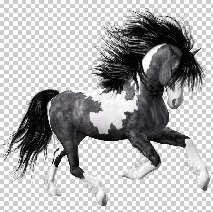 Mustang Andalusian Horse Arabian Horse Stallion American Paint Horse PNG, Clipart, American Paint Horse, Andalusian Horse, Appaloosa, Arabian Horse, Black Free PNG Download