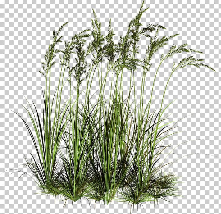 Rendering Plant PNG, Clipart, Animation, Aquarium Decor, Aquatic Plants, Chrysopogon Zizanioides, Computer Icons Free PNG Download