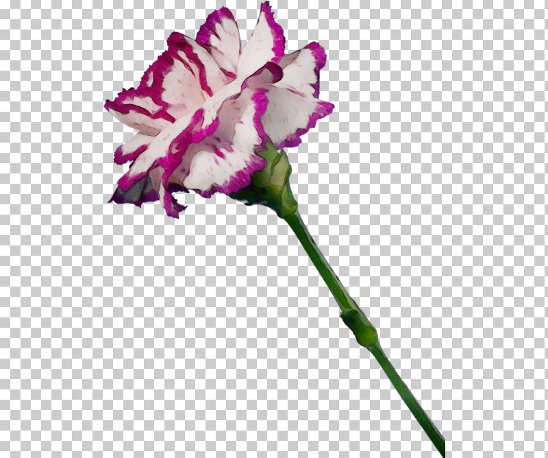 Flower Cut Flowers Plant Pink Carnation PNG, Clipart, Carnation, Cut Flowers, Dianthus, Flower, Paint Free PNG Download