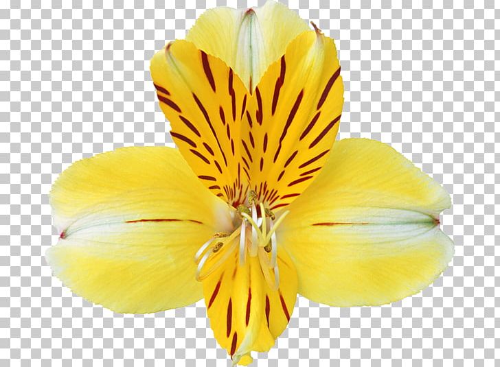 Cypripedium Parviflorum Yellow Flower PNG, Clipart, Alstroemeriaceae, Blue, Botanical Illustration, Cypripedium, Cypripedium Parviflorum Free PNG Download