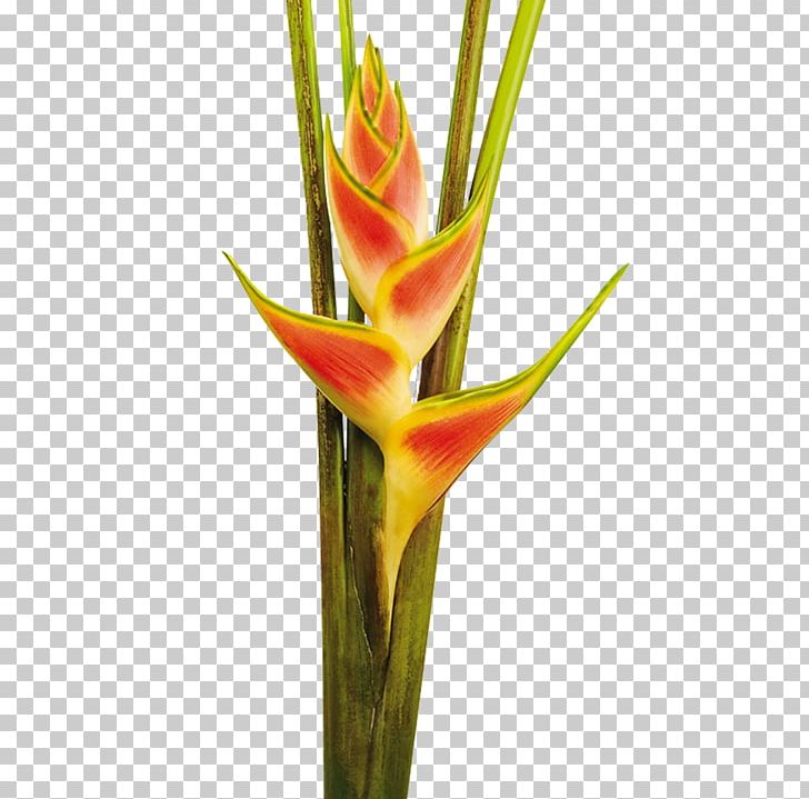 Heliconia Wagneriana Cut Flowers Colombia Bud PNG, Clipart, Bud, Business Telephone System, Colombia, Colombians, Cream Free PNG Download