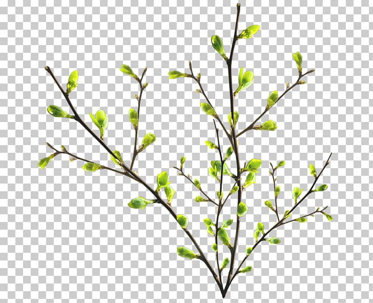 Twig Branch Tree Leaf PNG, Clipart, Branch, Encapsulated Postscript, Flower, Flowering Plant, Leaf Free PNG Download