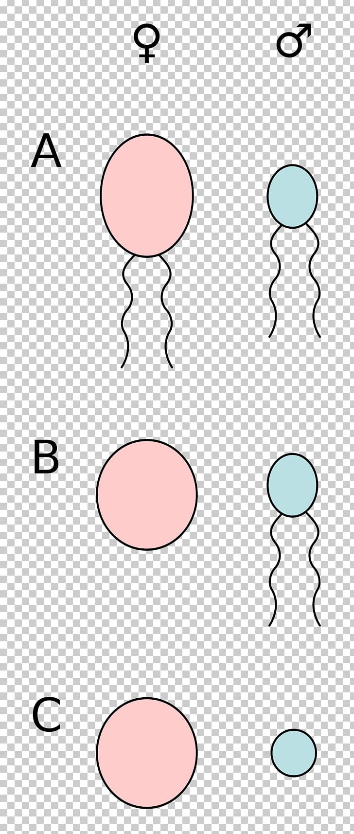 Anisogamy Oogamy Gamete Motility PNG, Clipart, Angle, Anisogamy, Area, Bacterial Conjugation, Cell Free PNG Download