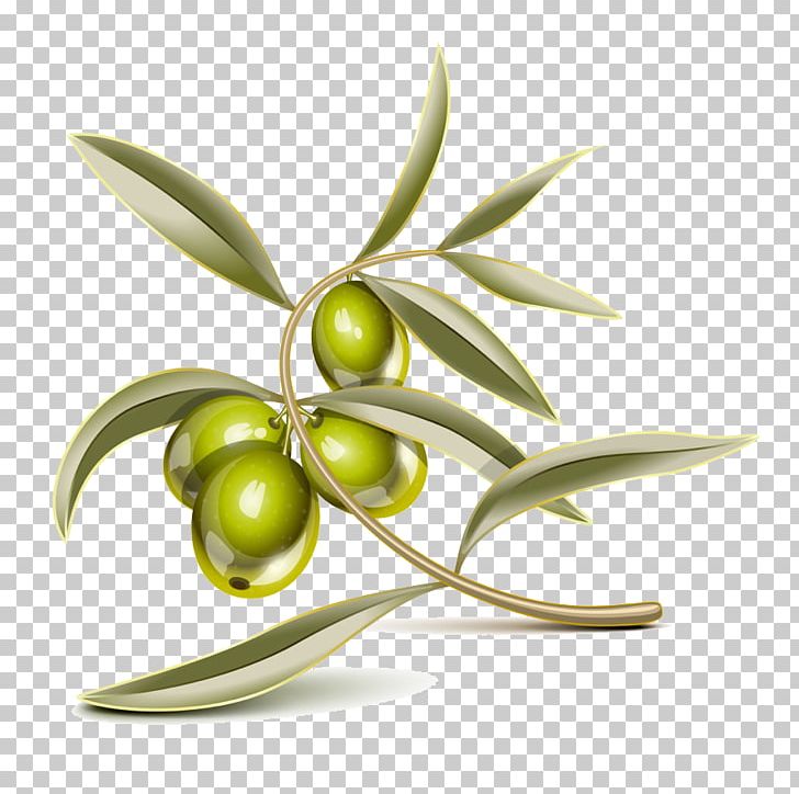 Olive Leaf Bresaola Focaccia PNG, Clipart, Branch, Bresaola, Focaccia, Food, Food Drinks Free PNG Download