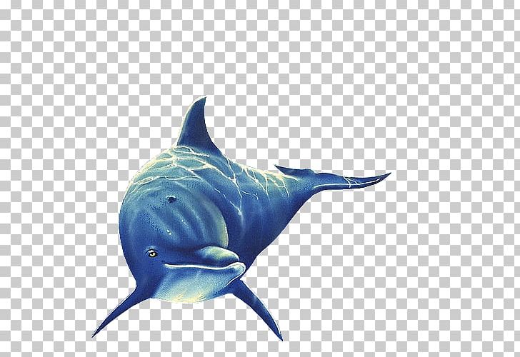 Rough-toothed Dolphin Spinner Dolphin Tucuxi Common Bottlenose Dolphin PNG, Clipart, Animal, Animals, Anime, Bottlenose Dolphin, Christmas Free PNG Download