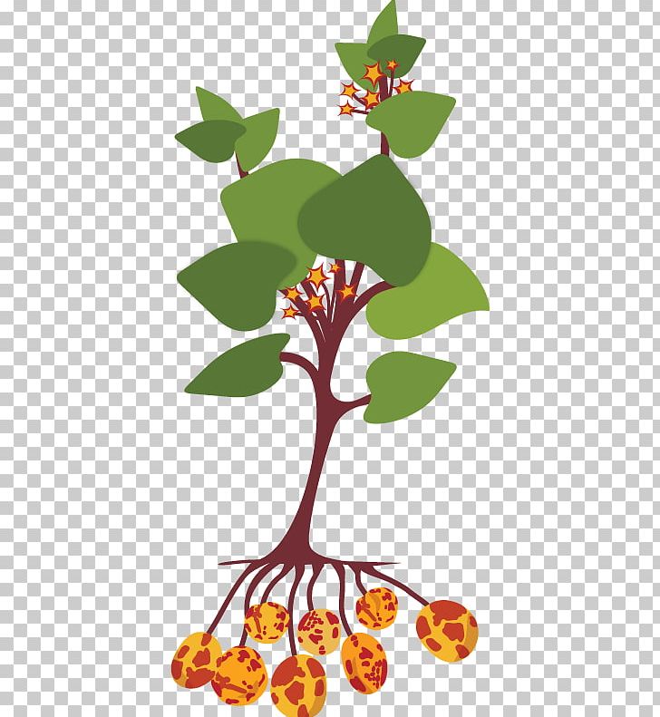 Ullucus Tuber Plant Stem Potato PNG, Clipart, Artwork, Branch, Crop, Flora, Flower Free PNG Download