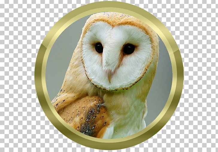 Barn Owl True Owl Bird American Crow Bay Owl PNG, Clipart, American Crow, Animals, Barn Owl, Barnowl, Bay Owl Free PNG Download
