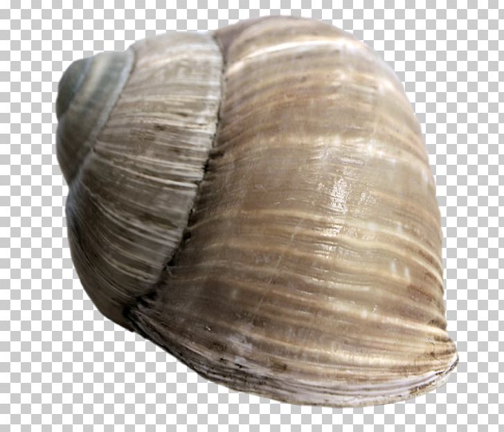 Bivalvia Clam Cockle Seashell Sea Snail PNG, Clipart, Animals, Baltic Clam, Bivalvia, Clam, Clams Oysters Mussels And Scallops Free PNG Download