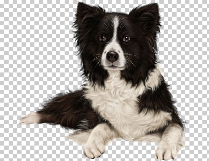Border Collie Rough Collie Dog Breed Diary PNG, Clipart, Border Collie, Breed Group Dog, Carnivoran, Collie, Companion Dog Free PNG Download