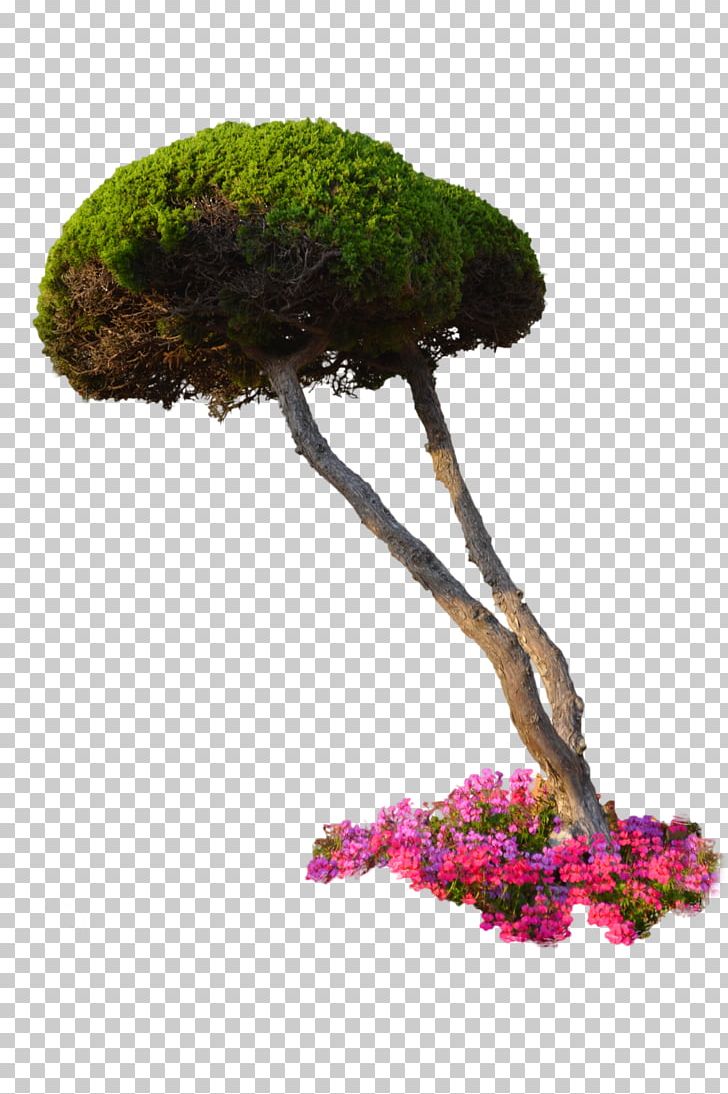 Plant Flower Tree Shrub PNG, Clipart, Architectural Rendering, Bonsai, Flower, Flowerpot, Food Drinks Free PNG Download
