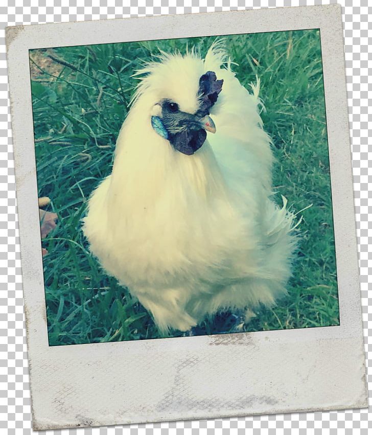 Rooster Wyandotte Chicken Australorp Silkie Ameraucana PNG, Clipart, Ameraucana, Animal, Australorp, Beak, Bird Free PNG Download