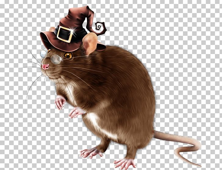 Computer Mouse Rat Gerbil Rodent PNG, Clipart, Animal, Animals, Beaver, Computer Mouse, Dormouse Free PNG Download