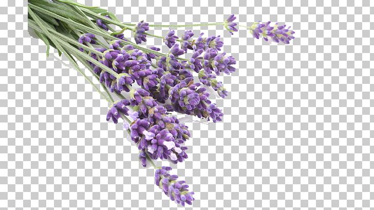 Lavender Oil Odor Flavor Amethyst Ceremonies PNG, Clipart, Balsamic Vinegar, Castor Oil, English Lavender, Essential Oil, Flavor Free PNG Download