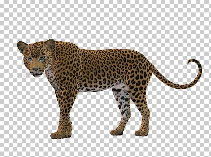 Leopard Panther Cheetah Felidae Cougar PNG, Clipart, Animal, Animal Figure, Animals, Animated, Big Cat Free PNG Download
