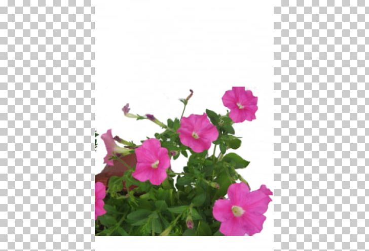Petunia Crane's-bill Annual Plant PNG, Clipart,  Free PNG Download